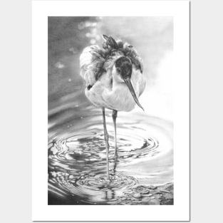 Avocet Posters and Art